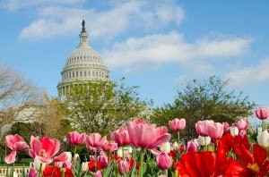 Capitol in the springtime