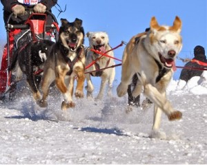 sled dog